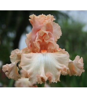 Iris germanica profumato N° 7