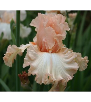 Iris germanica profumato N° 6