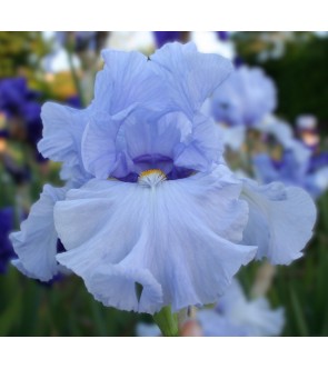 Iris germanica profumato N° 4