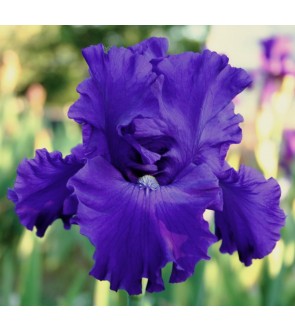 Iris germanica profumato N° 5