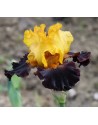 Iris germanica profumato N° 8