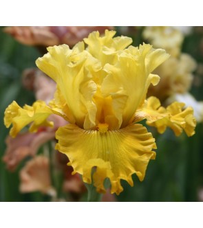 Iris germanica profumato N° 18
