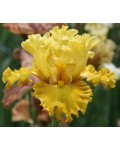Iris germanica profumato N° 18
