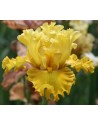 Iris germanica profumato N° 18