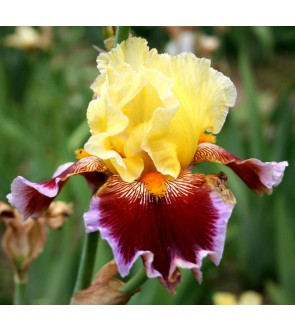 Iris germanica profumato N° 15