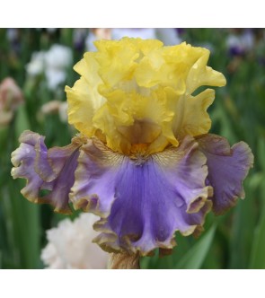 Iris germanica profumato N° 14