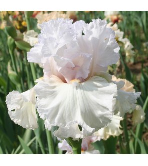 Iris germanica profumato N° 17