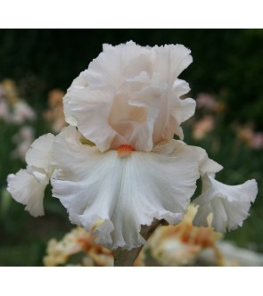 Iris germanica profumato N° 12