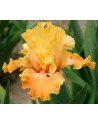 Iris germanica profumato N° 10