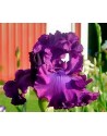 Iris germanica profumato N° 22