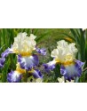 Iris germanica N° 23