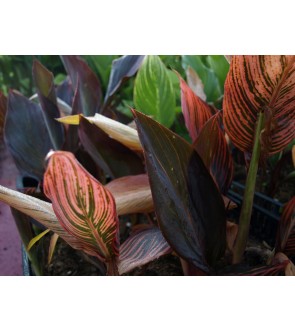 Canna indica Durban