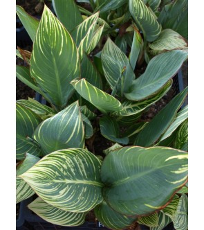 Canna indica Pretoria variegata