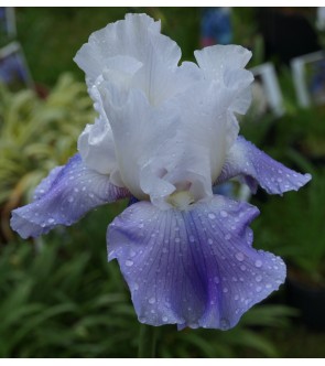 Iris germanica rifiorente...