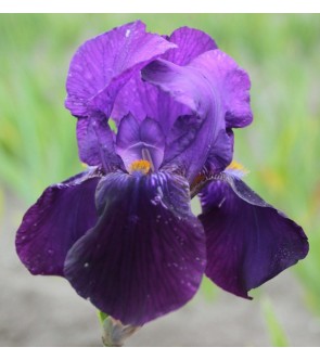Iris germanica Bishop's Robe