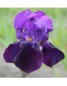 Iris germanica Bishop's Robe