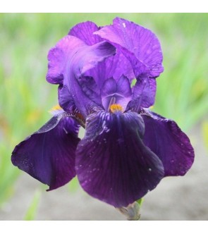 Iris germanica Bishop's Robe