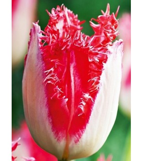 Tulipano crispa Sweet Simone