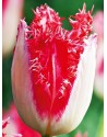 Tulipano crispa Sweet Simone