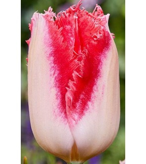 Tulipano crispa Sweet Simone