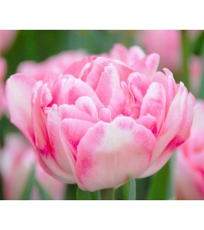 Tulipano doppio Foxtrot