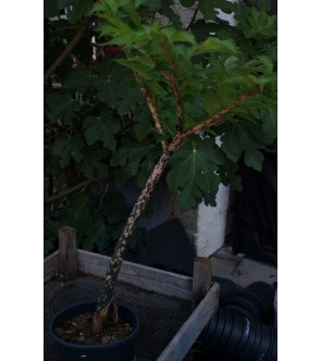 Amorphophallus Rivieri Konjac