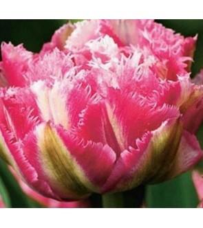 Tulipano crispa doppio...