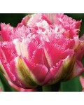 Tulipano crispa doppio...