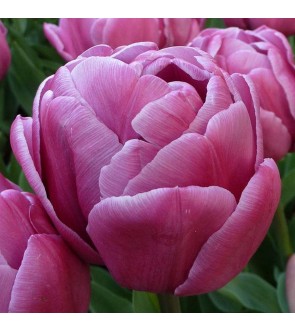Tulipano doppio Double You