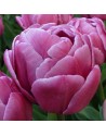 Tulipano doppio Double You