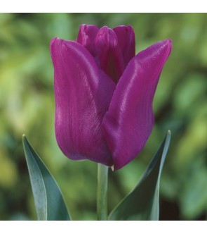 Tulipano stelo lungo...