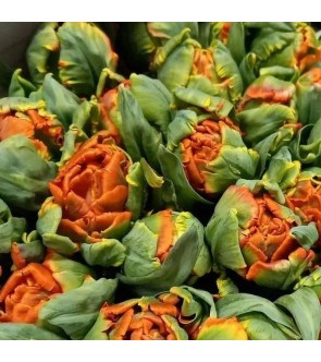 Tulipano doppio Secret...