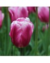 Tulipano stelo lungo Mistress