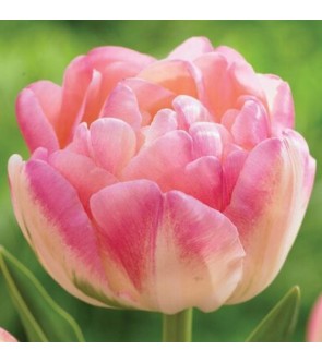Tulipano doppio Upstar