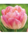 Tulipano doppio Upstar