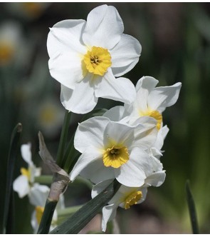 Narciso poeticus Aspasia