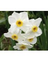 Narciso poeticus Aspasia