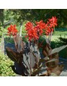 Canna indica Red Futurity