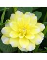 Dalia decorativa Yellow...