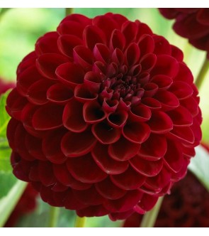 Dalia ball Gipsy Night