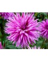 Dalia fimbriata Striped...