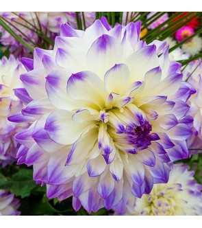 Dalia decorativa Hapet Blue Eyes