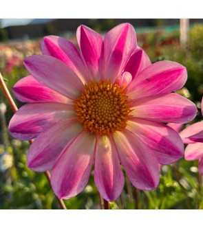 Dalia a fiore semplice Pink...