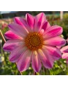 Dalia a fiore semplice Pink...