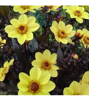 Dalia a fiore semplice HS...