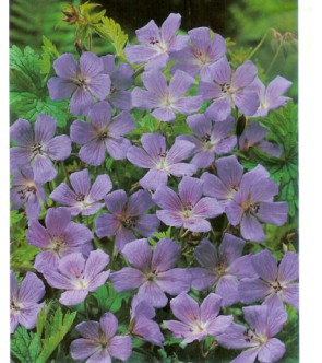 Geranium himalayense Gravetye