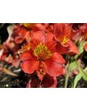 Alstroemeria Little Miss Tara