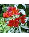 Alstroemeria Rock and Roll