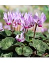 Ciclamino coum rosa chiaro