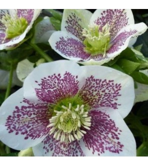 Helleboro Bianco Striato